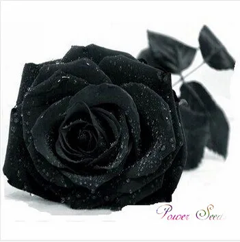 Бесплатная доставка 50*1 упак. к. Китай редкая Черная роза цветок карликовые деревья для вашего любовника лучший подарок