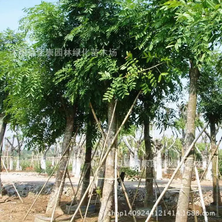 Mahagonibaum sdatec.com