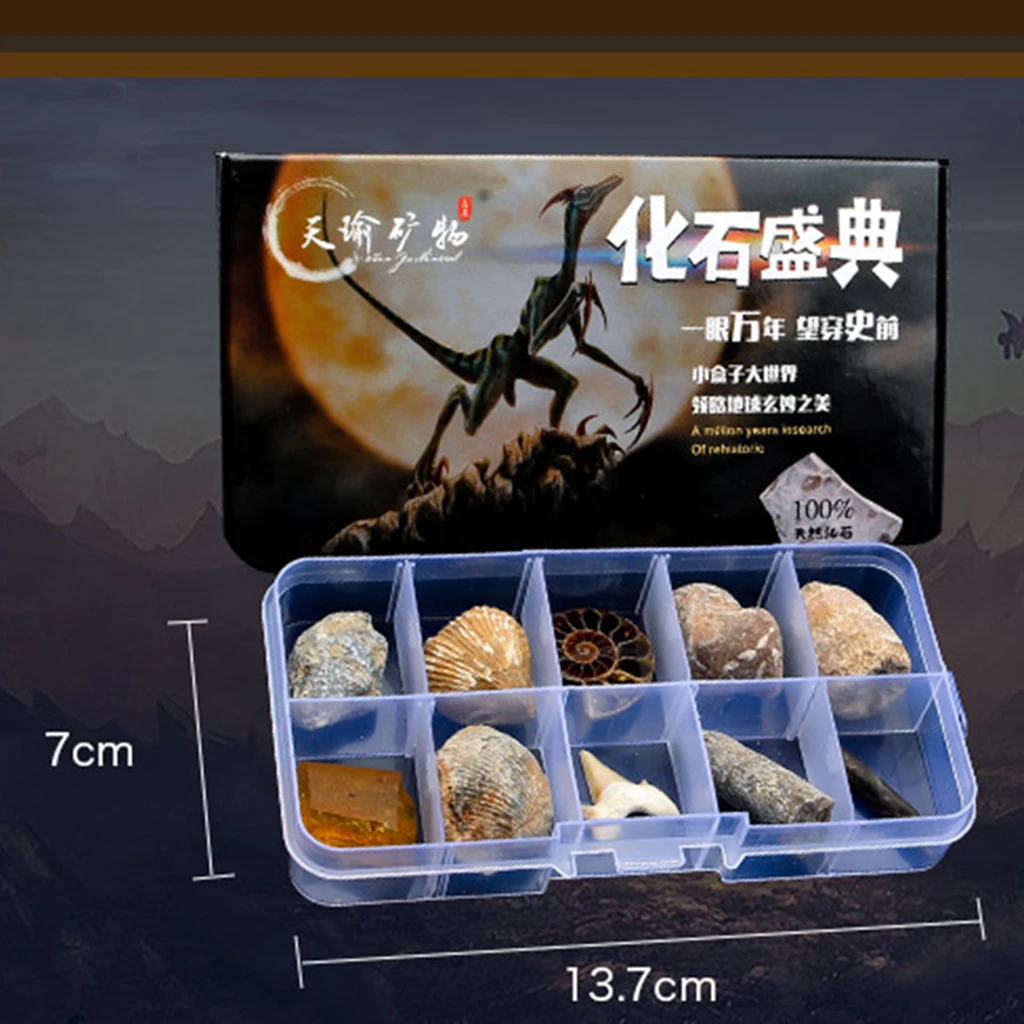 10pcs/set Natural Fossils Specimens Biology Science Kit with a Display Box, Kids Learning Toy Christmas Gift