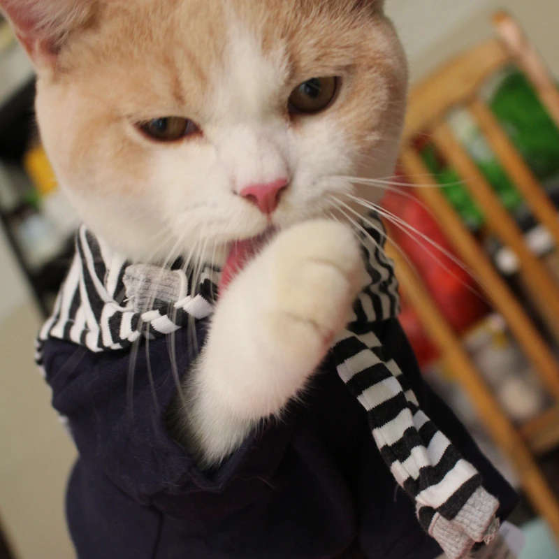 

[MPK Cat Vests] New Design Korean Cat Shirt, Cat's Clothes