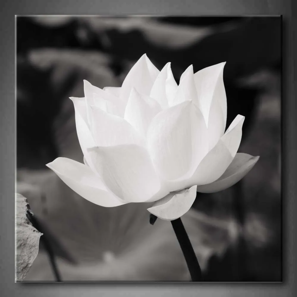

Framed Wall Art Pictures White Lotus Basin Canvas Print Artwork Flower Modern Poster With Wooden Frame For Living Room