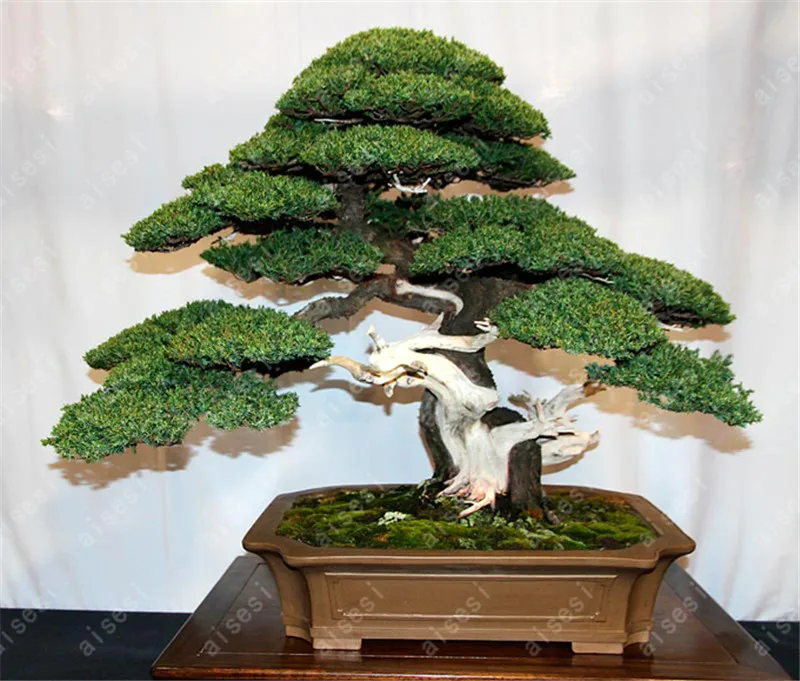 50 pcs/Bag  Juniper Bonsai Tree Bonsai Potted Office Bonsai Purify The Air Absorb Harmful Gases For Home Garden