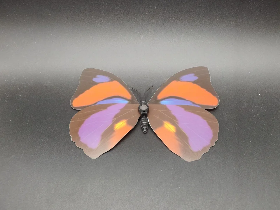 I240-Butterfly (8)