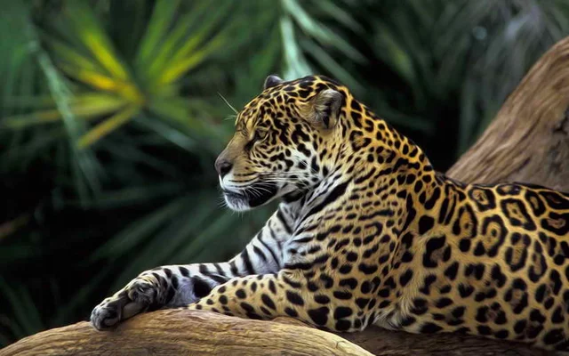 woondecoratie art muur dier jaguar regenwoud olieverf foto hd
