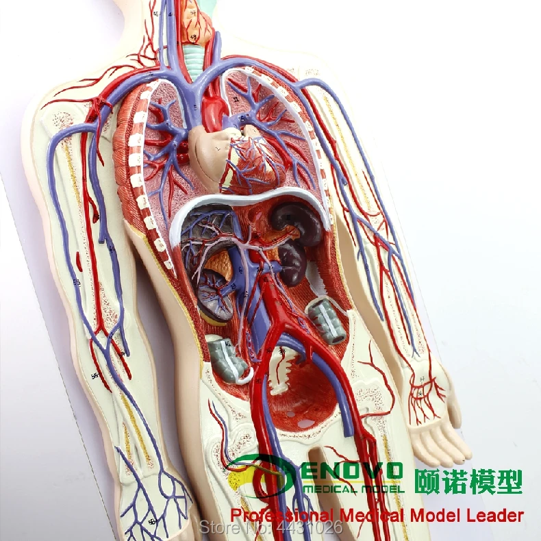 циркуляторная система человека анатомия. кровеносная система сосуды вены. макет человека с органами. макет кровеносной системы. модель барельефная "кровеносная система человека".
