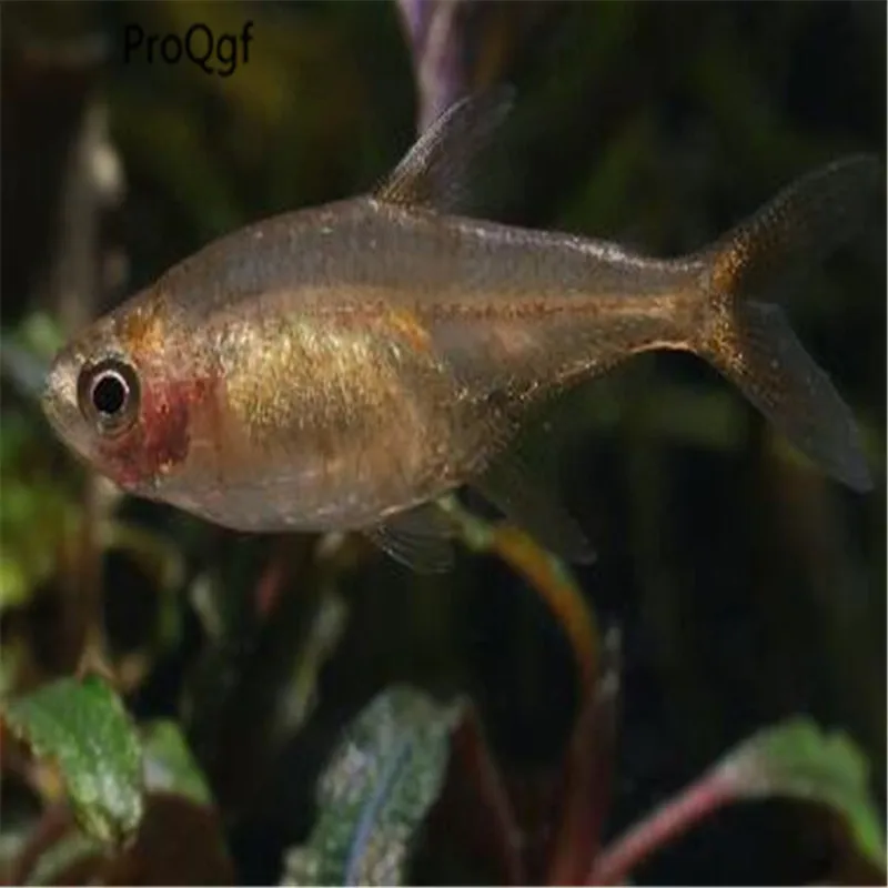 

50Pcs Hyphessobrycon amandae Botia macracanthus