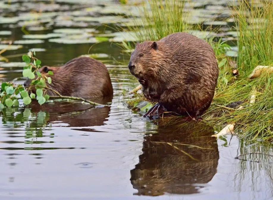 36020190315103825539