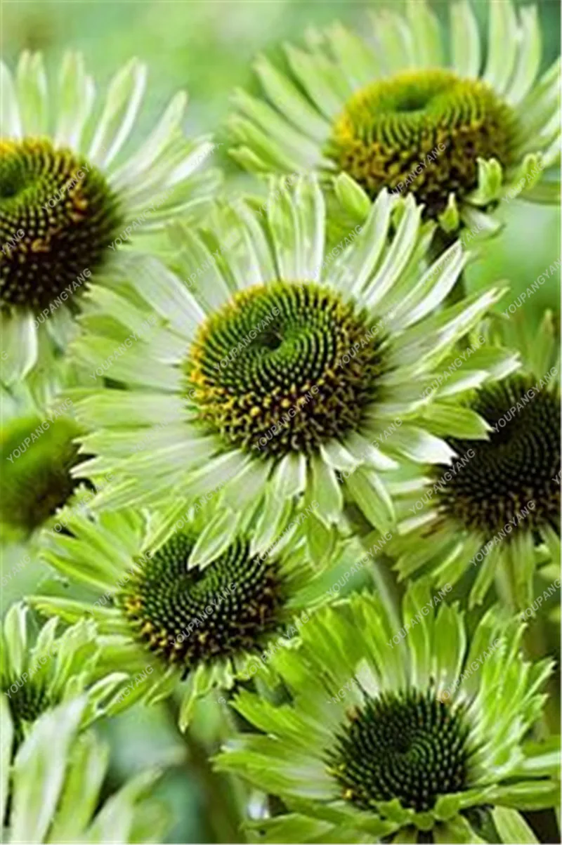 120 Japan Echinacea Purpurea Bonsai Beautiful Daisy Flower Plants Home