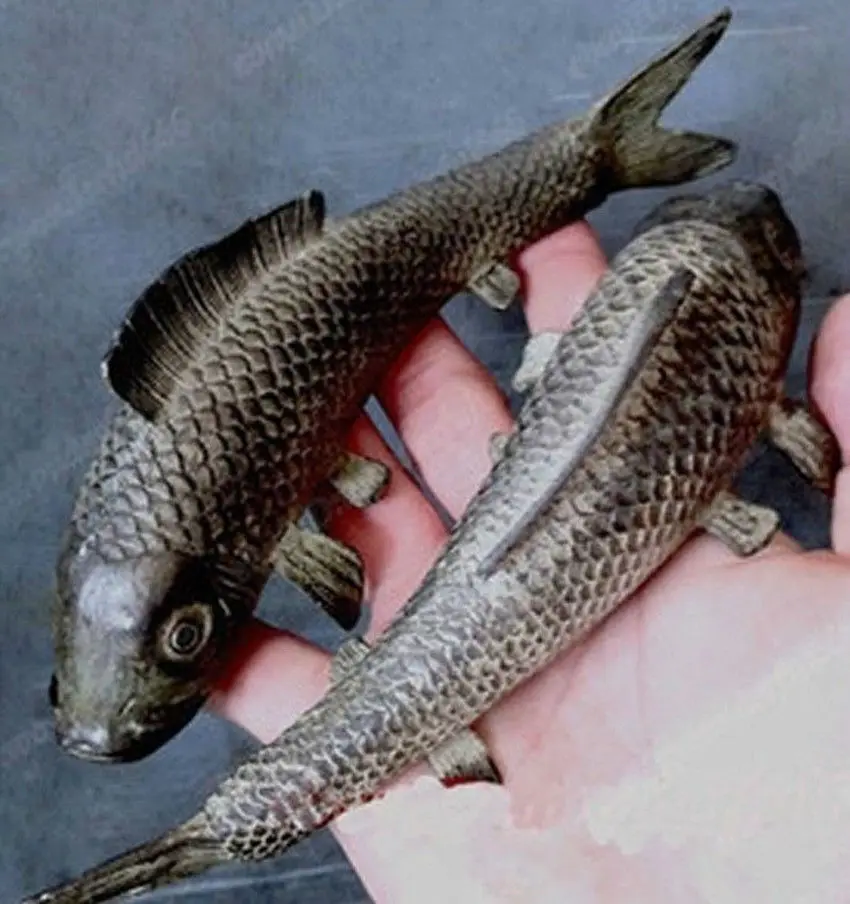 

2pc Folk bronze carvings a auspicious lifelike Wealth fish statue