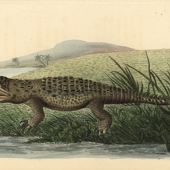 American Crocodile  Crocodylus Acutus Vulnerable Poster Print By <ALIMT >&reg;</ALIMT> Florilegius Mary Evans (36 X 24)