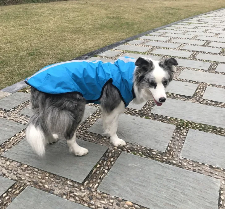 

Dog raincoat spring summer autumn pet clothing outdoor pet dog vest explosion dog clothes