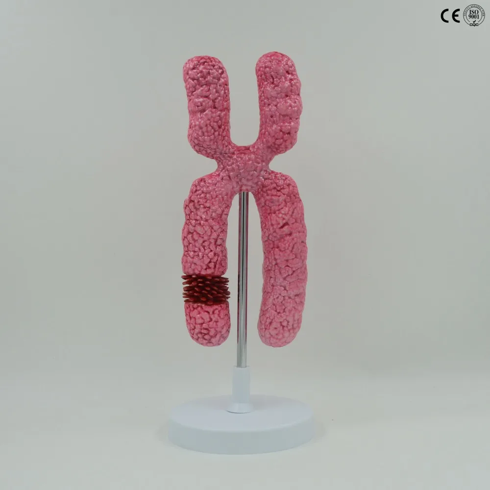 

Free Shipping X Chromosome Amplify Model, Meiosis, Biology Teaching, Organelle, Anatomical Model, Genetics Anatomical Model
