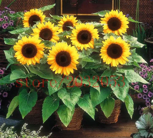 40 draft sunflower seeds mini sunflower 40cm 40seeds 40 draft sunflower seeds mini sunflower 40cm 40seeds