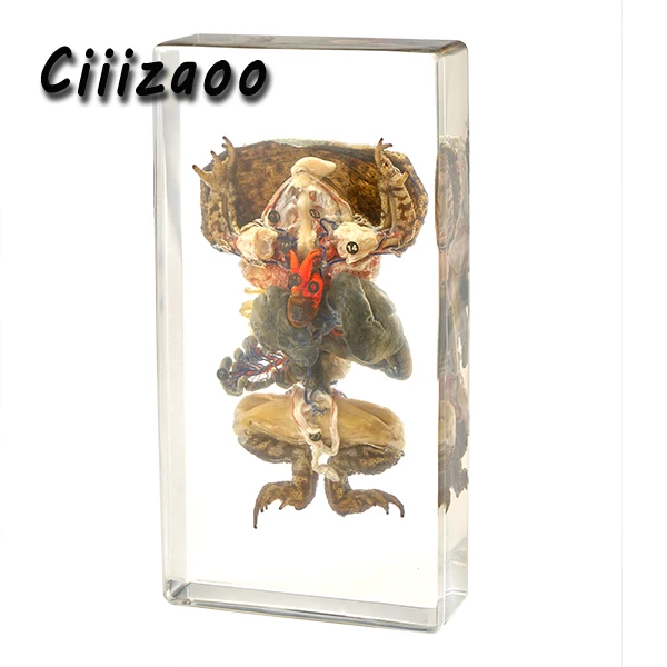 

Toad Dissection specimen animal paperweight Taxidermy Collection embedded In Clear Lucite Block Embedding Specimen