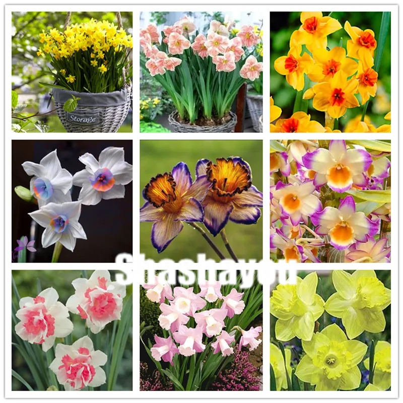 

100 pcs Daffodil flower bonsai plants Aquatic Plants Double Petals Pink Narcissus Potted Planting Simple for Home & Garden Decor