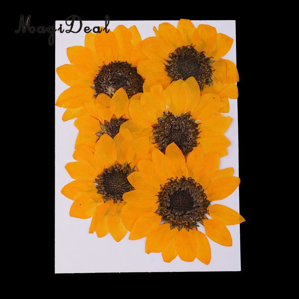 6 Pieces Pressed Natural Real Dried Flowers Sunflower for DIY Resin Ornament Craft Christmas Xmas Card Making Decoration