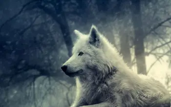 

Canvas Print Animal Wolf Oil Painting Wall Art Picture Printed on Canvas 1