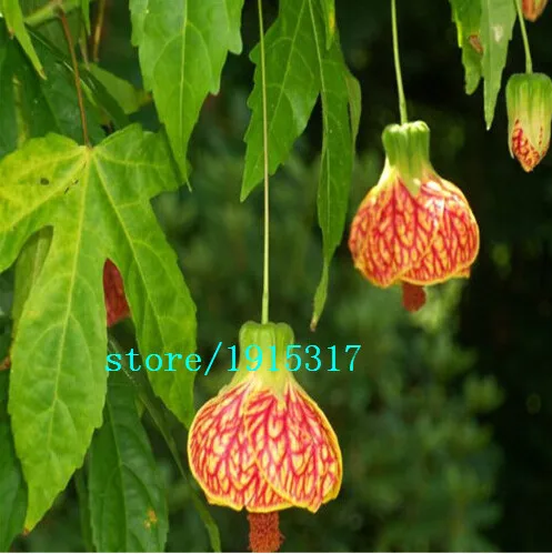 Semillas Fucsias Flores En Macetas Diy Plantar Flores Flor De Campana Linterna Begonia Color Mezclado 100 Unids Bolsa Flower Laptop Bag Bag Flowerflower Paper Bag Aliexpress