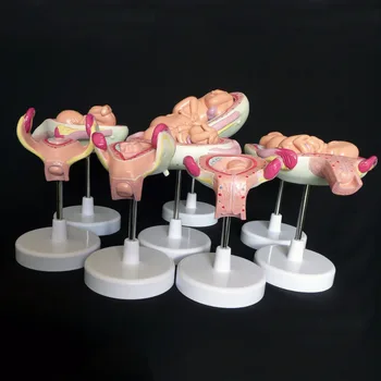 

Anatomical Human Fetal Development Model - Baby Fetus Foetus Pregnancy Anatomy