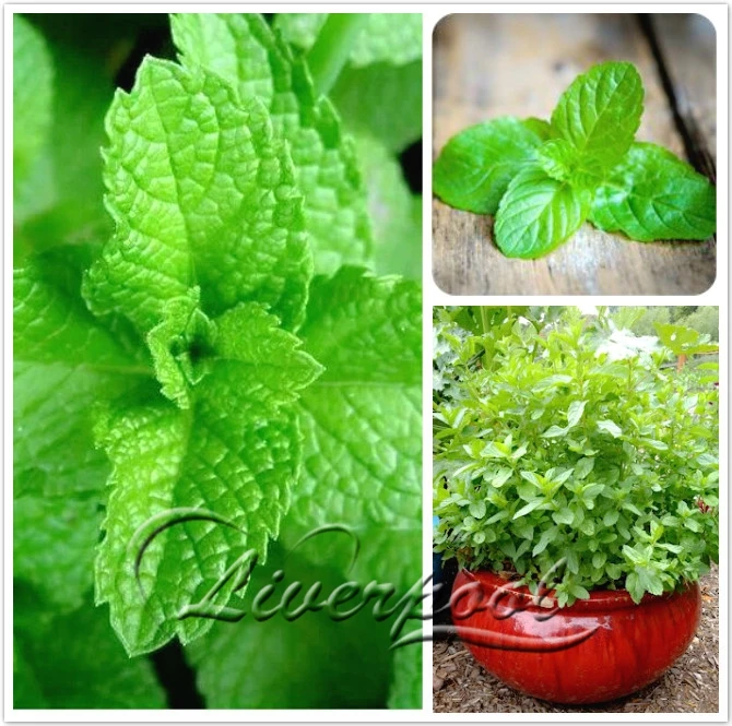 100 Spearmint Mint Seeds Edible Catnip Herbs seeds Great Tea Food
