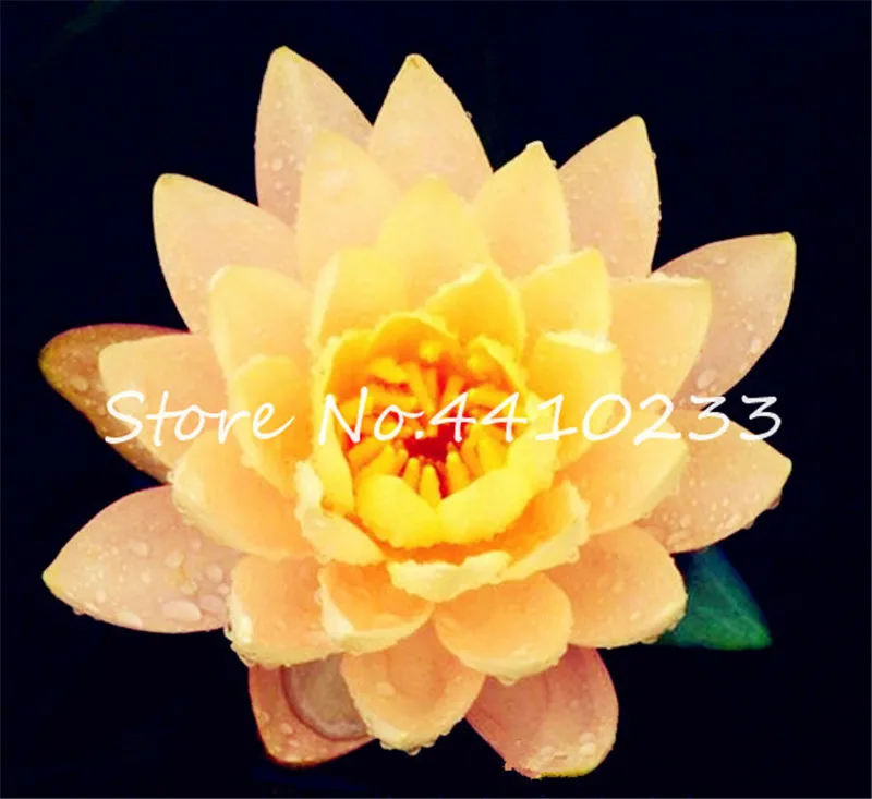 100 Original 10 Pcs 24colors Mix Lotus Bonsai Flower Aquarium Plant