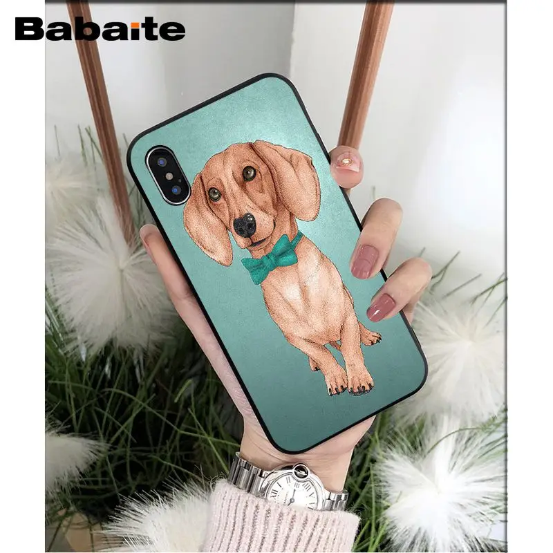 Dachshund dog