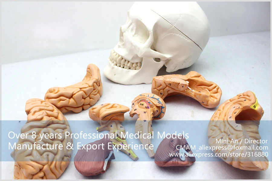 12326/модель человеческого черепа в натуральную величину с 9 частями свободным мозгом, медицинская научная образовательная учебная анатомическая модель