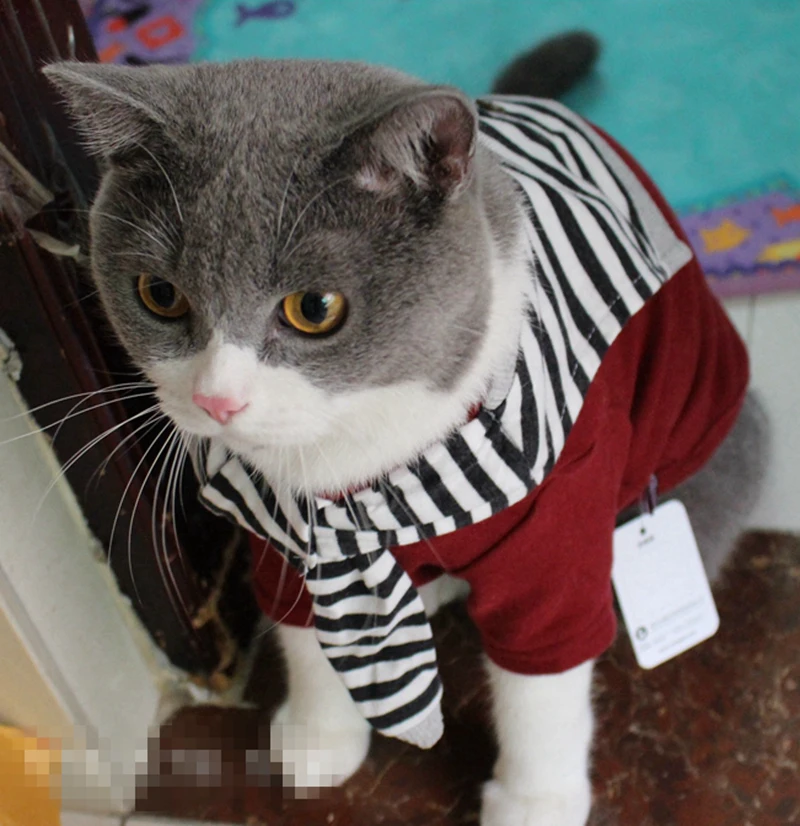 [MPK Житетки для кошек] Дизайн корейский кошка, кошка одежда