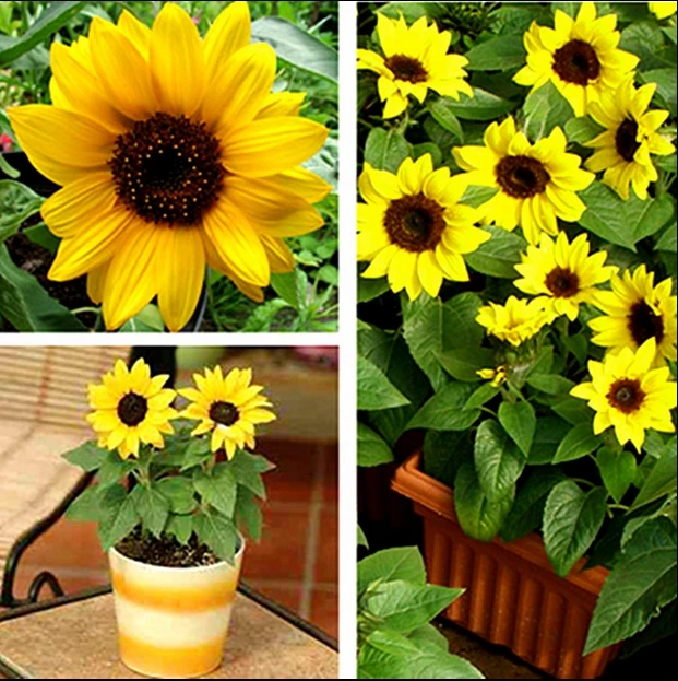 Buy 10 Pcs Mini Sunflower Seeds Free Shipping