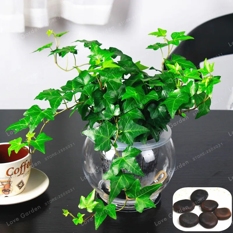 

2 Pcs Bonsai Plant Chinese Ivy Bonsai DIY Home Garden Plants Perennial Climbing Bindwood Anti Radiation Ultraviolet Ray Bonsai