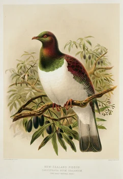 

New Zealand NZ Native Birds Series New Zealand pigeon Travel Classic Wall Stickers Canvas Vintage Poster Home Bar Decor Gift