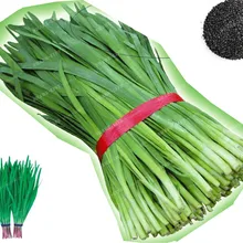 Китайский луком бонсай 100(Allium tuberosum чеснок с луком) карликовые деревья Фамильные Органические овощи фиолетовый чеснок лук здоровые овощные