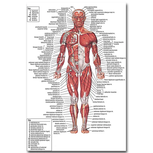NICOLESHENTING M sculos Anatomia Humana Sistema Art Silk Poster 13x20 24x36 polegadas Mapa Do Corpo Fotos