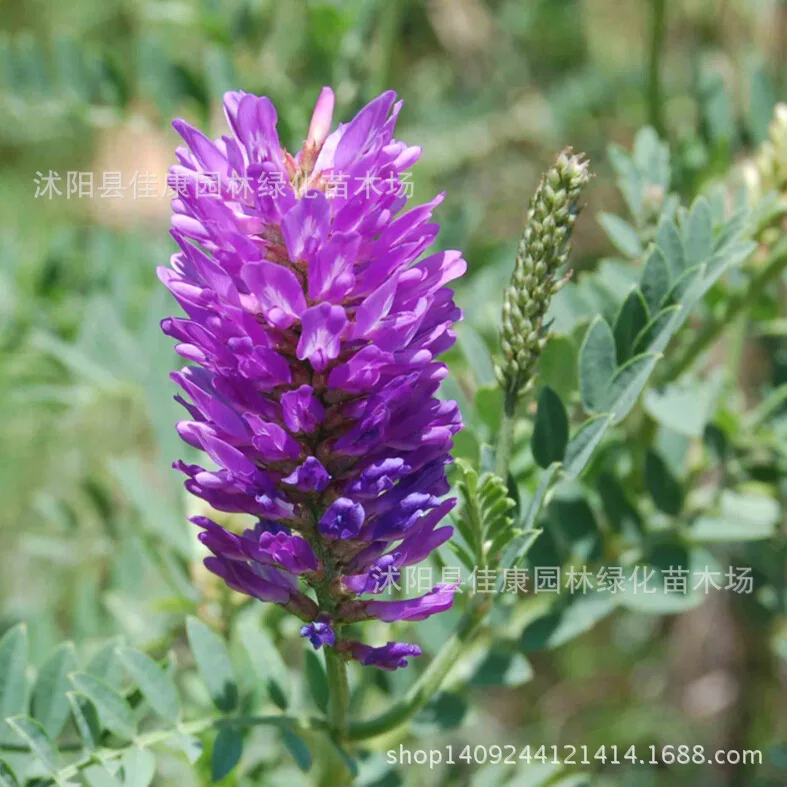 Фураж бонсай Собранный возвышенный milkvetch завод засухи сильное сопротивление холодное сопротивление песку 200 г/упак