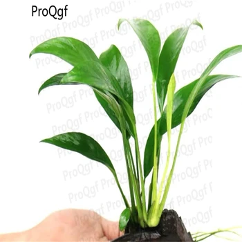 

Ngryise 2Pcs A Set denmark Anubias Aquarium