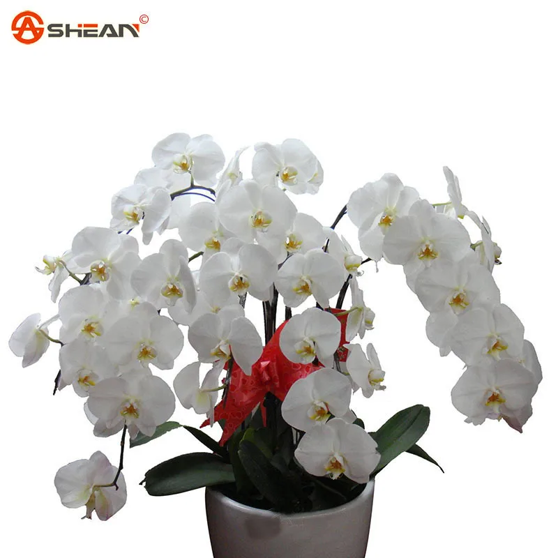 Popular White Orchid PlantsBuy Cheap White Orchid Plants lots from