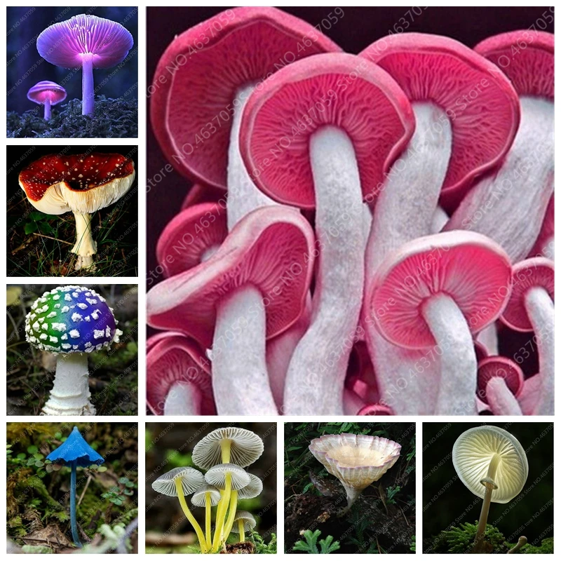 

Big Sales! 100 pcs/ bag Gaint Mushroom Bonsai Potted Funny Succulent Plant Edible Health Vegetable For Farm Garden Flower Pot