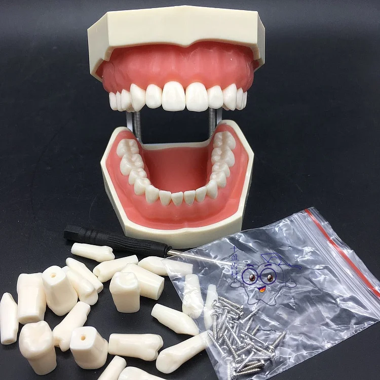 28pcs teeth removable tooth model Dental preparation model tooth