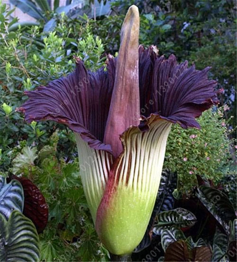 5seeds/bag Corpse flower,Titan arum,bonsai flower seeds,beautiful