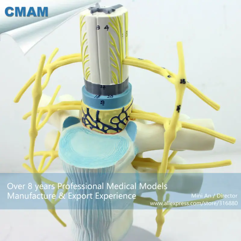 CMAM/12389 грудных позвонков со спинным мозгом, медицинская анатомическая модель позвоночника человека