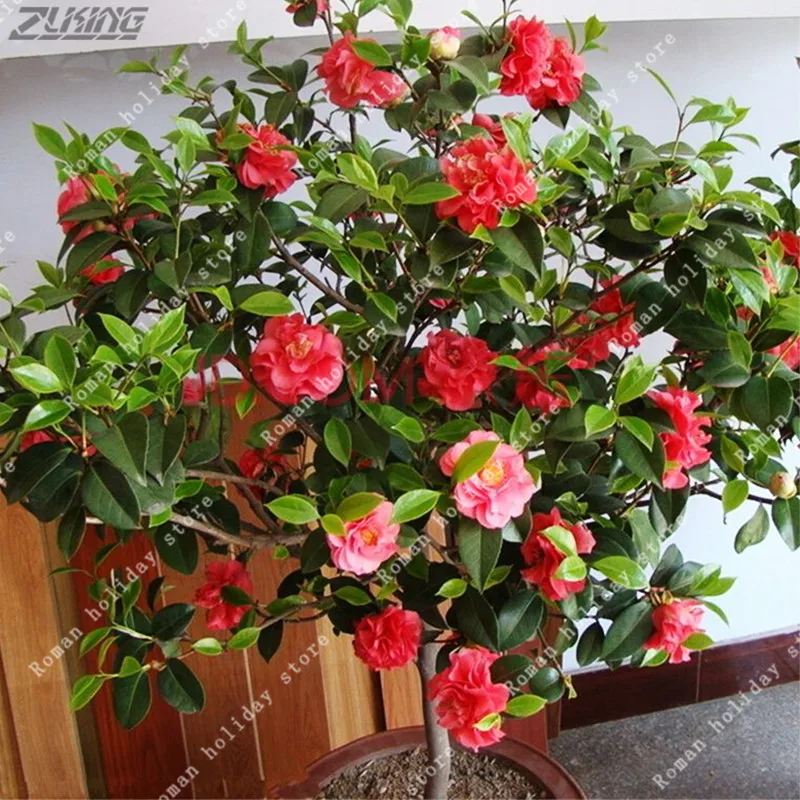 Buy ZLKING Camellia Flower DIY Potted
