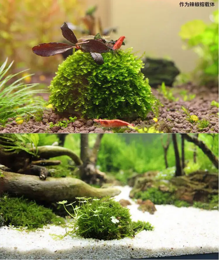 Hi-Q 5 см аквариумный аквариум медиа мох шар живое растение фильтр фильтрационный Декор