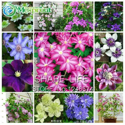 

Big Promotion!100flores/bag Climbing Clematis Bonsai,perennial Courtyard Bonsai Flower Plants For Home Garden,#JD4QG1
