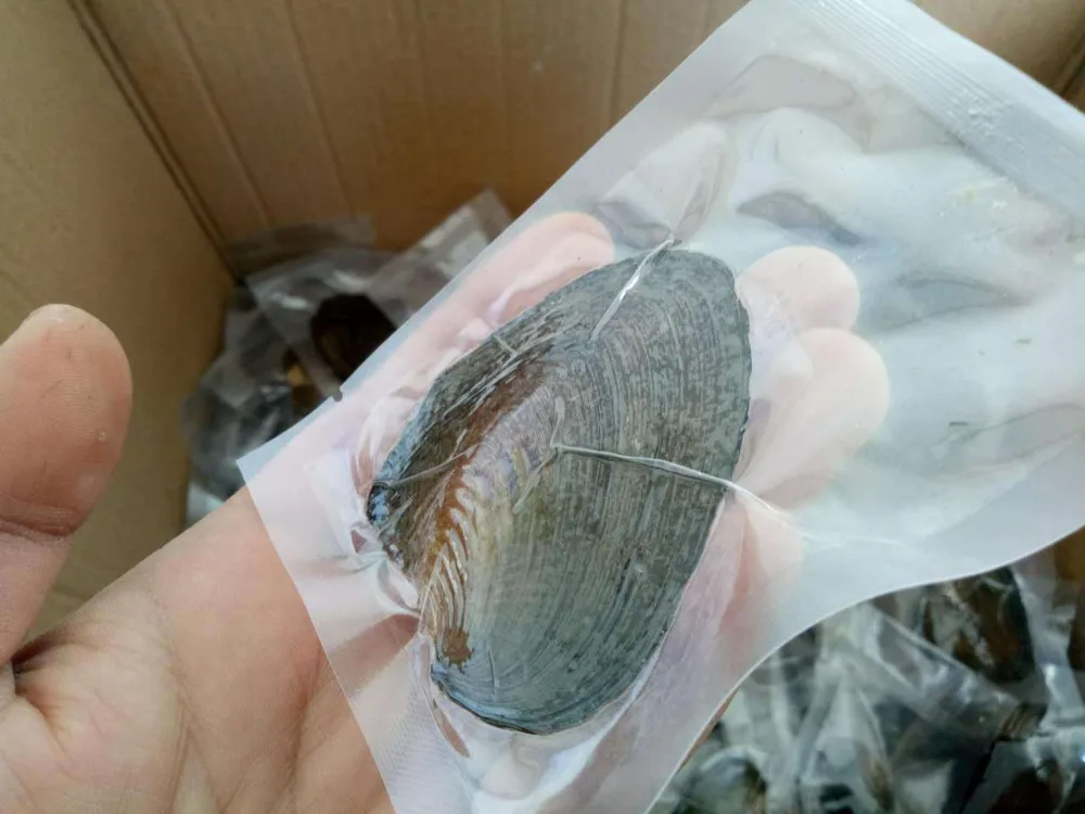 Оптовая продажа 20 шт. 6 7 ММ Akoya круглый жемчуг в устрице вакуумная упаковка Oysters с