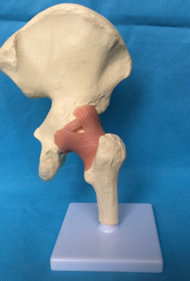 Медицинские товары тазобедренного сустава функция модель человеческого модель скелета скелетных модель обучения Спецодежда медицинская человека образцов
