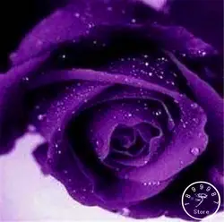 Лидер продаж! 100 шт./упак. синий и розовый Роза бонсай, редкий цвет, насыщенный аромат, DIY домашний сад роз завод сумасшедшее продвижение, # SN0RD9
