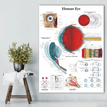 

WANGART Anatomical Function Human Eye Chart Art Poster Print Body Map Canvas Wall Pictures for Medical Education Home Decor