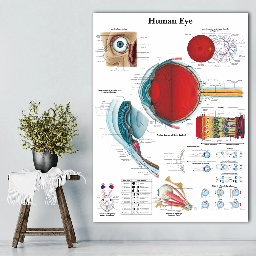 Günstig WANGART Anatomischen Funktion Menschliche Auge Diagramm Kunst Poster Drucken Körper Karte Leinwand Wand Bilder für Medizinische Bildung Wohnkultur