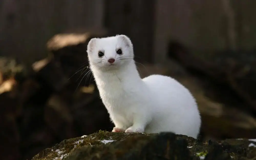 Её норочка требует ласки Её норочка требует ласки