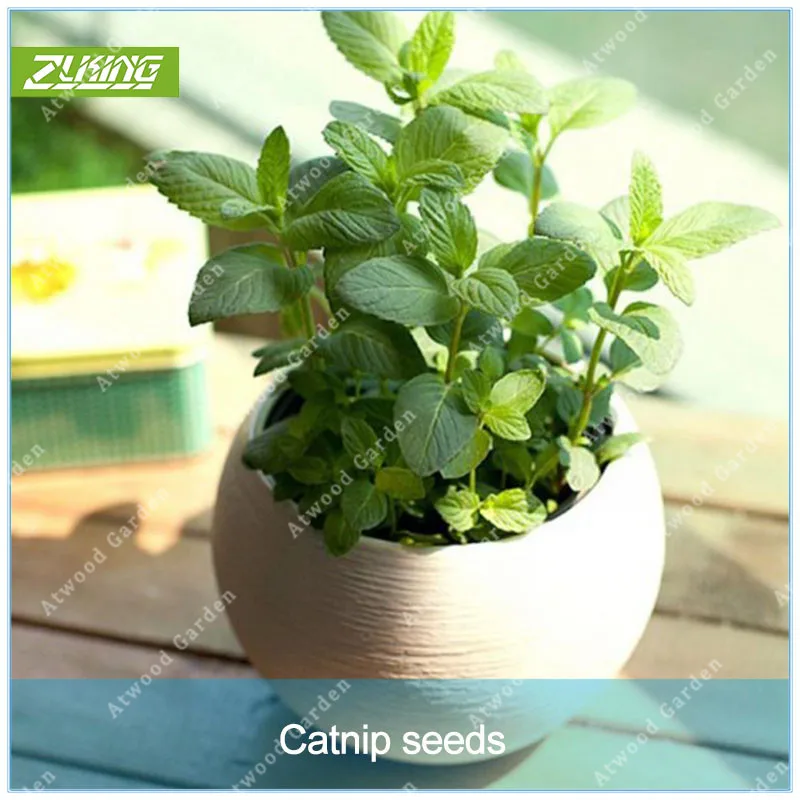 

ZLKING 100pcs Chinese Catnip Bonsai For Cats Are Favorite Good For Animals Rare Fast Growing Garden Balcony Plants